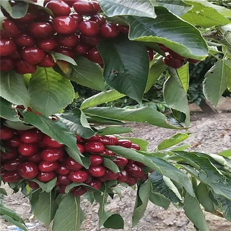 kgb齊早大櫻桃苗繁育基地賴人樹型齊早櫻桃樹苗成熟季節三年生