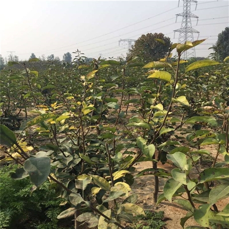 库尔勒香梨基地直销绿森农业梨树苗批发品种纯