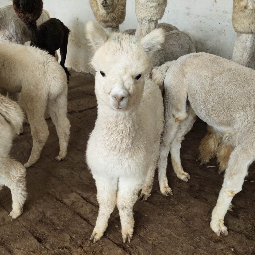 江西羊驼养殖场羊驼价格