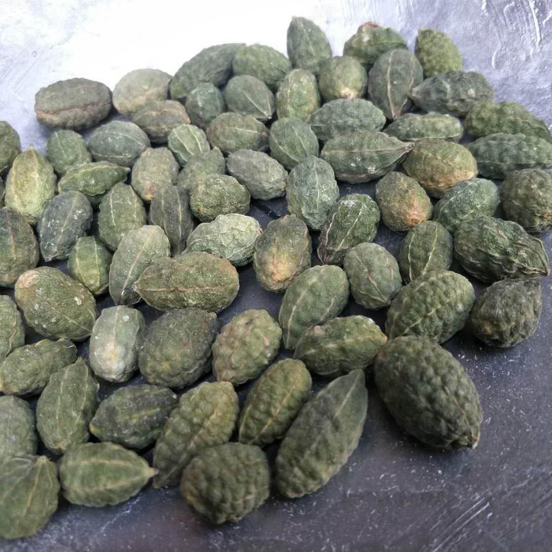 野西瓜苗一年生,茎直立或平卧草本,高25～70cm,茎