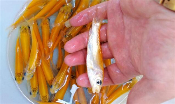 新疆金丝草鱼苗耐运输 成活率高