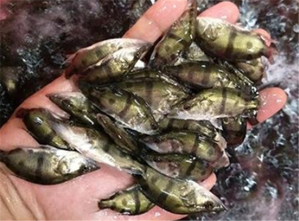 甘肅鱖魚苗繁殖技術 桂花魚苗養殖批發