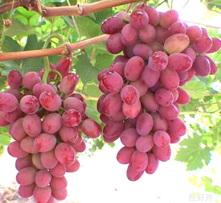 魏可葡萄苗批发魏可葡萄苗基地