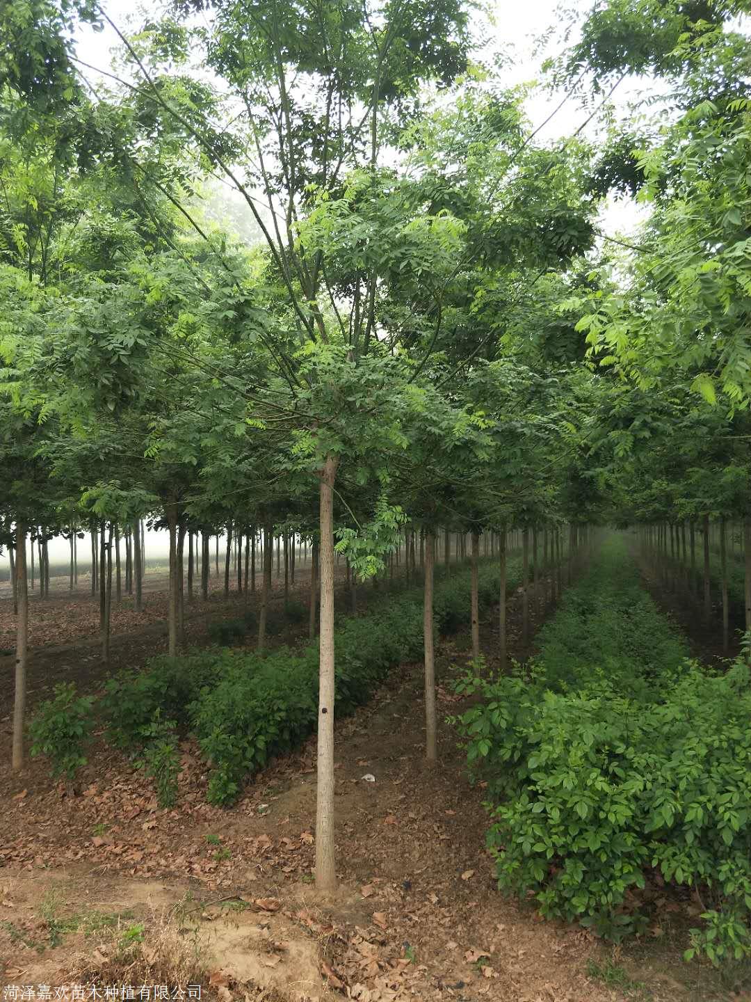 胸径10公分国槐