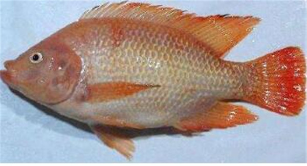 红罗非鱼苗养技术