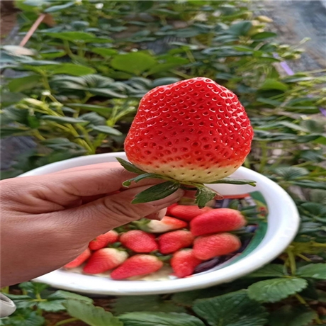 大量出售优质甘王草莓苗根系发达