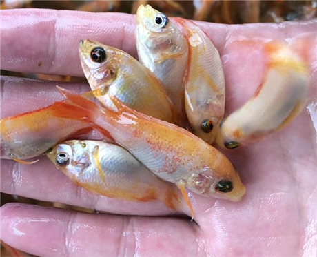 红罗非鱼苗多少钱一尾