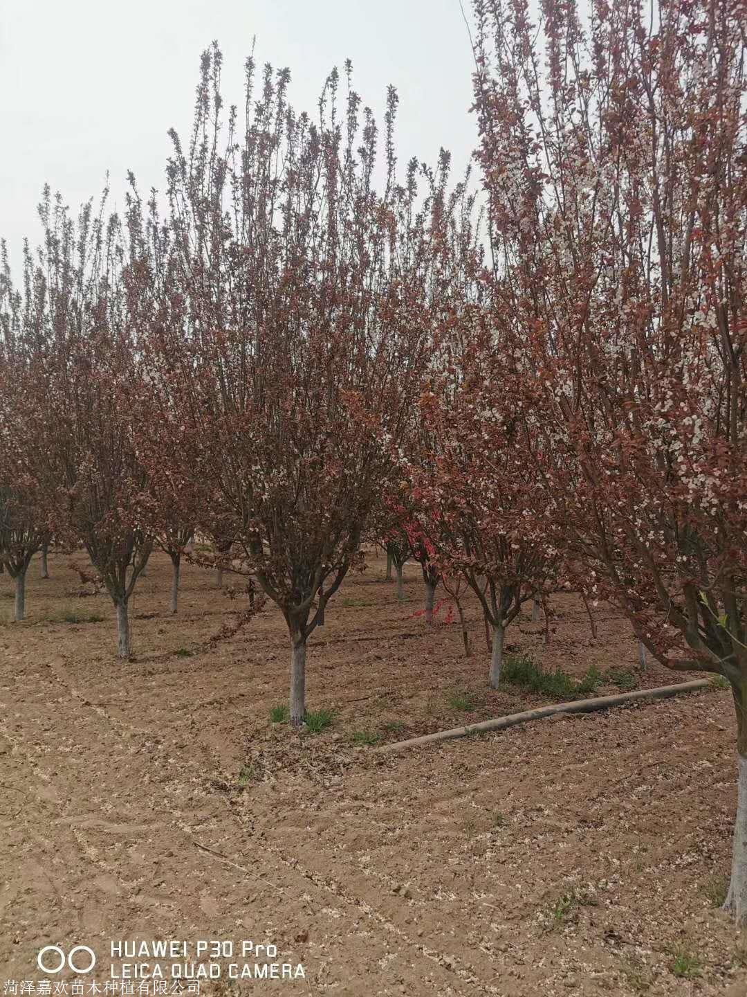 我公司苗圃出售7公分,8公分,9公分,10公分,12公分精品紫叶李联系方式