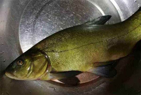 丁桂鱼苗市场价格