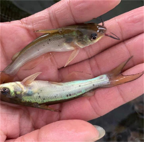 贵州叉尾鮰鱼苗批发价格