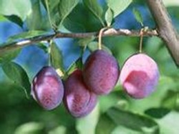 烏梅提取物烏梅天然原料