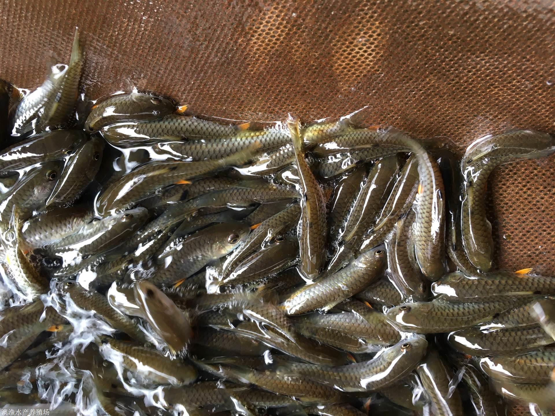 清远 中华倒刺鲃鱼苗养殖场出售 价格行情 欢迎来电咨询