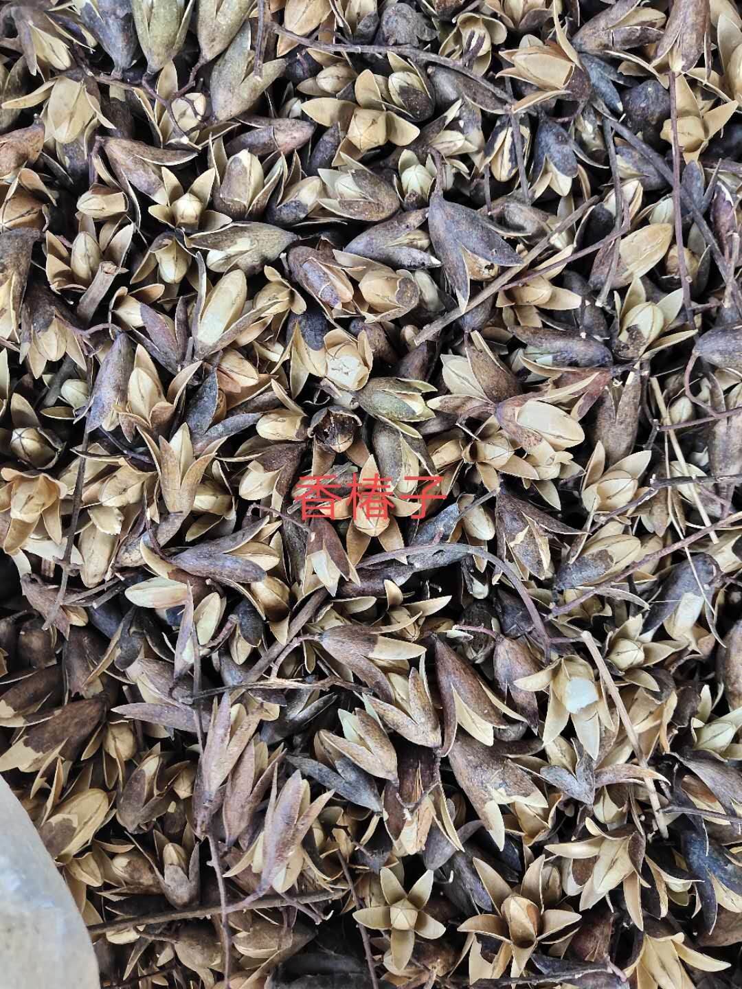 种子类别其他等级其他品种来源植物纯度100%净度100%含量水分0%适宜