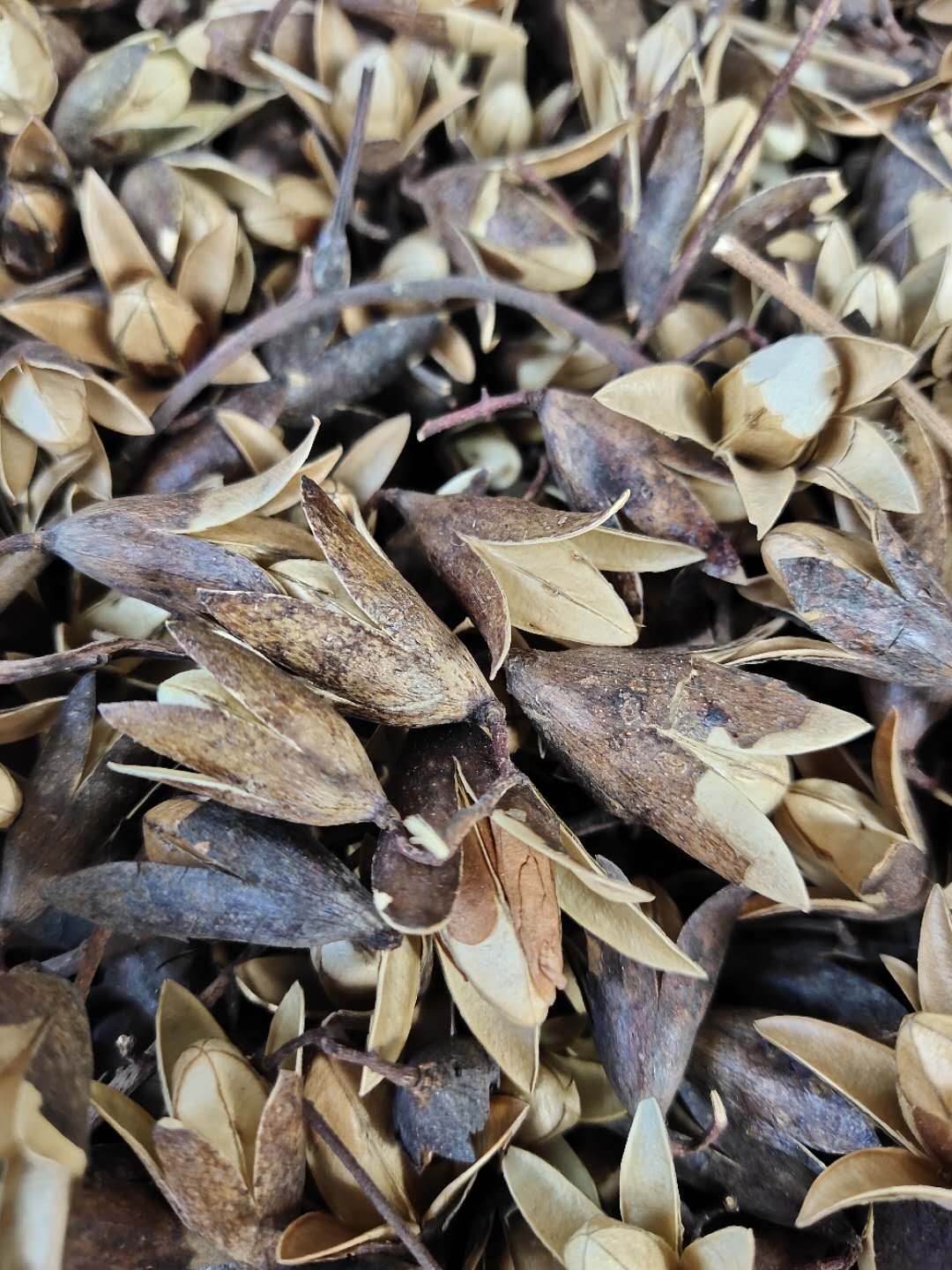 香椿子的功效香椿子今日价格