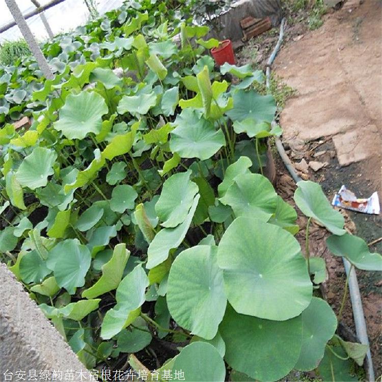 大量出售荷花苗绿韵花卉荷花杯苗大型水生批发基地