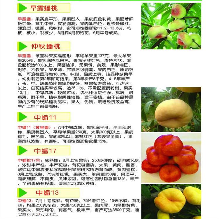 中桃14号:早熟品种,6月下旬成熟,果实发育期85天,果实近圆形,偶有尖.