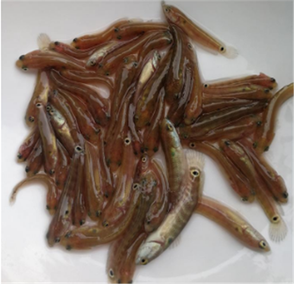 月鳢鱼苗网箱养殖技术