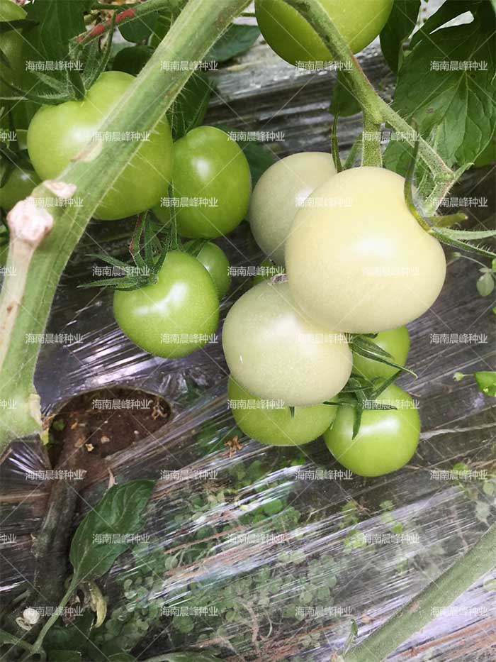 白色番茄种子,厂家直销,无限生长,早熟,正圆形,乳白色番茄