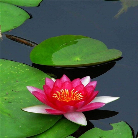 耐寒睡莲苗山合水花卉北京睡莲种植基地埃及蓝睡莲