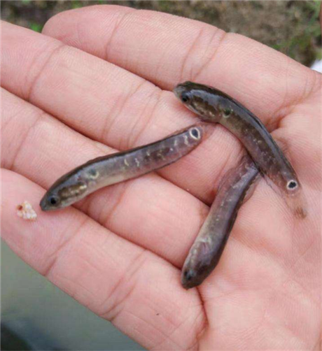 月鳢鱼苗报价大全