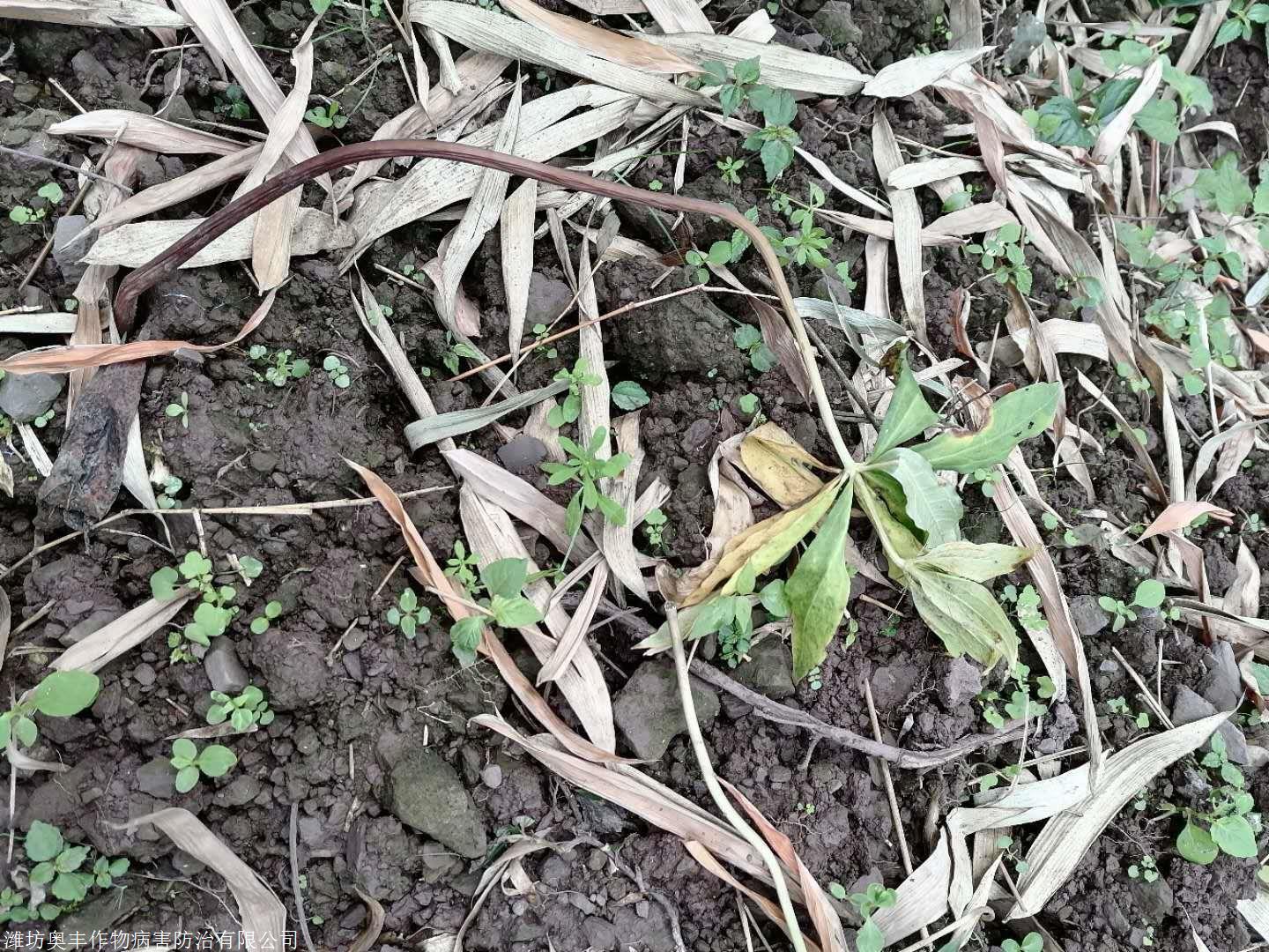 云南重楼茎腐病发病原因 用药方法中药杀菌剂青枯立克