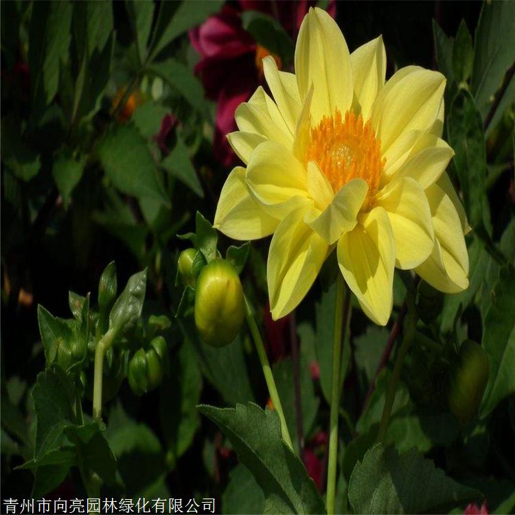 小丽花花苗向亮园林小丽花苗多年生球根草本植物现货