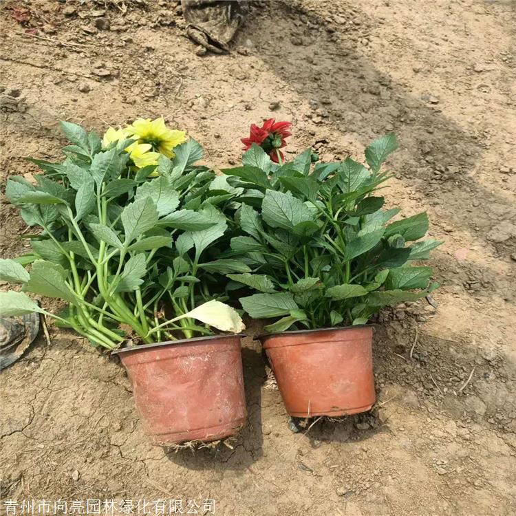 小丽花向亮园林青州小丽花苗花期5至10月现货