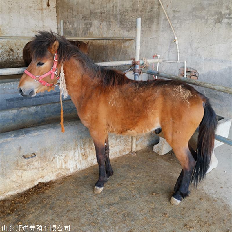 骑乘马活的养殖场骑乘马活的批发供应