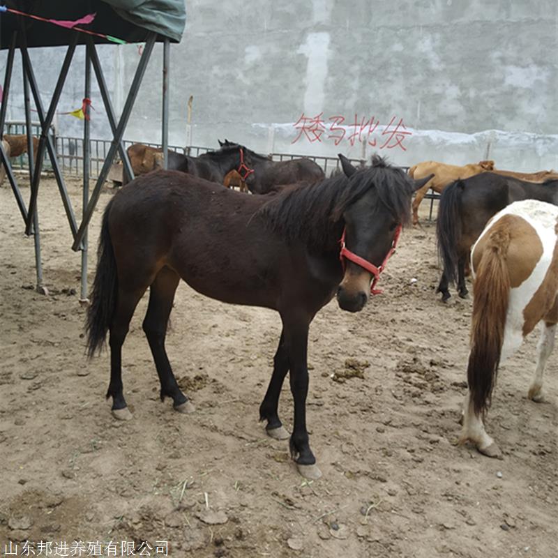 活马儿童骑乘马批发供应骑乘马活的批发供应