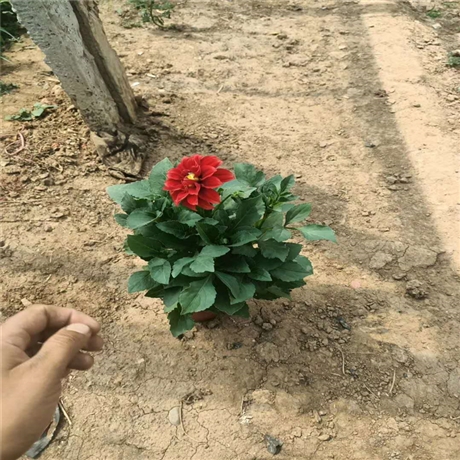 小丽花花苗向亮园林杯苗袋苗盆栽苗厂家直销小丽花现货