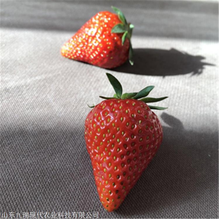 日本99草莓苗价格 草莓苗多少钱一棵 冬草莓苗购买