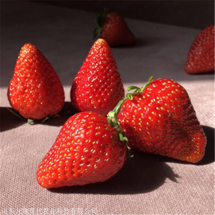 露地草莓苗价格 甜宝草莓苗多少钱一棵 红颊草莓苗购买多少元