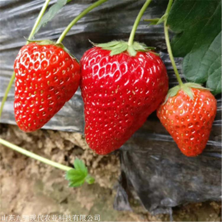桃熏草莓苗价格 蒙特瑞草莓苗多少钱一棵 咖啡草莓苗多少钱一株