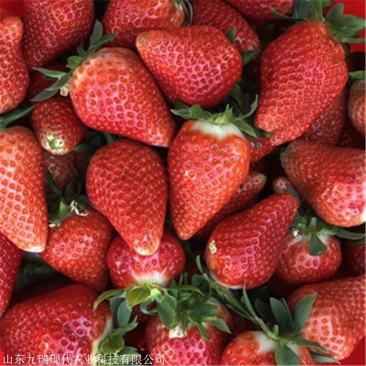 桃熏草莓苗价格 蒙特瑞草莓苗多少钱一棵 咖啡草莓苗多少钱一株