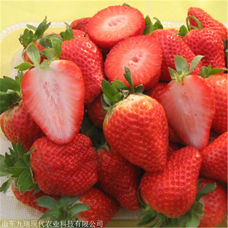 奶油草莓苗价格 草莓苗多少钱一棵 脱毒草莓苗购买