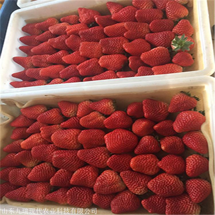 桃熏草莓苗价格 红袖添香草莓苗多少钱一棵 冬草莓苗确切价格