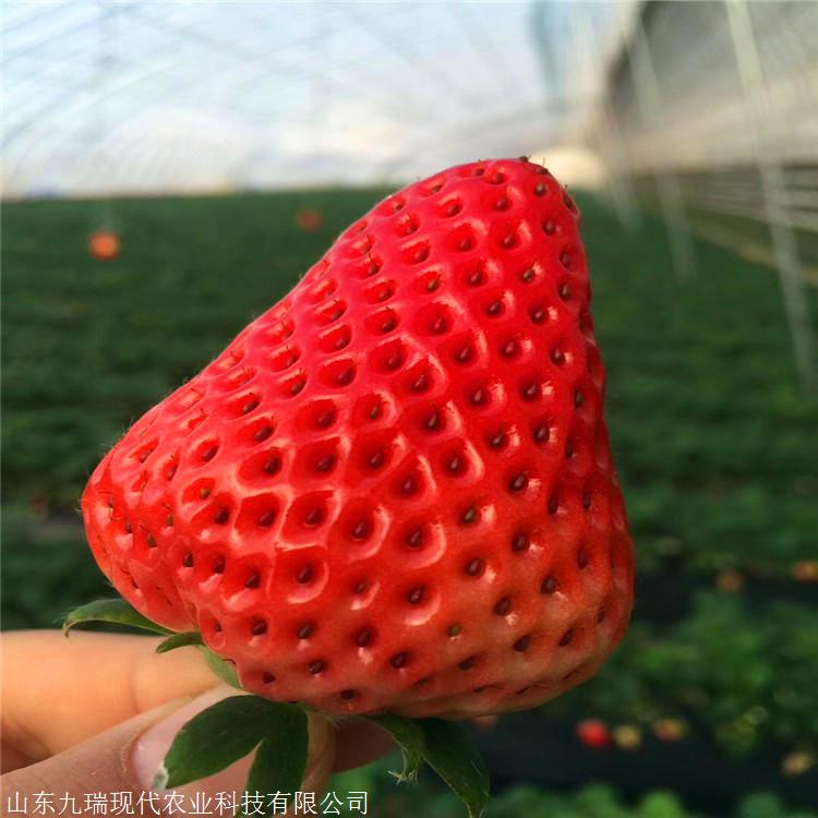 奶油草莓苗价格 草莓苗多少钱一棵 脱毒草莓苗购买