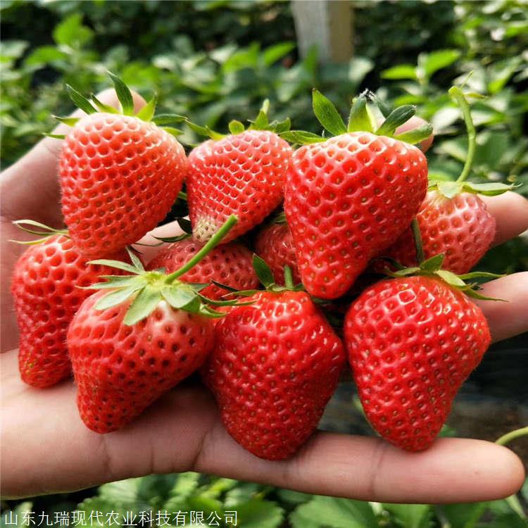 桃熏草莓苗价格 红袖添香草莓苗多少钱一棵 冬草莓苗确切价格