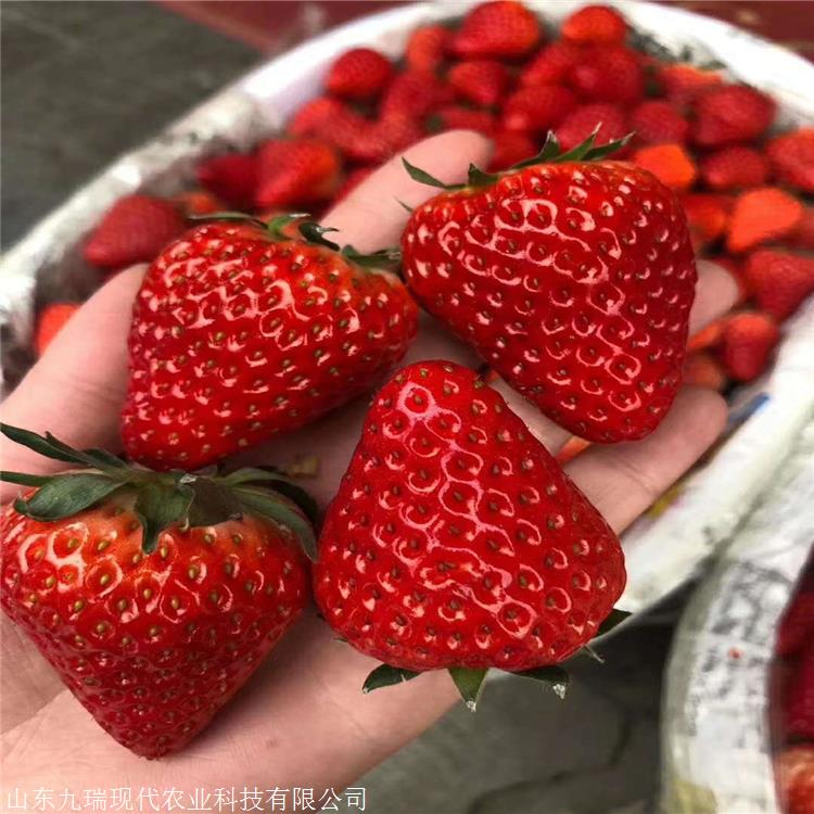 日本99草莓苗价格 草莓苗多少钱一棵 冬草莓苗购买