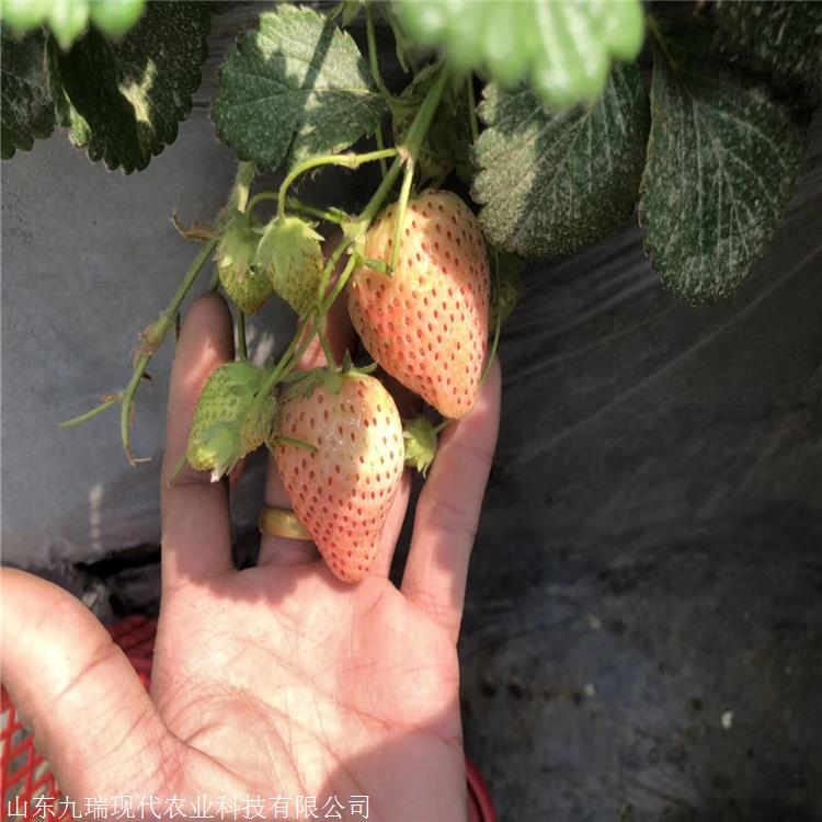日本99草莓苗价格 蒙特瑞草莓苗多少钱一棵 美香莎草莓苗出售