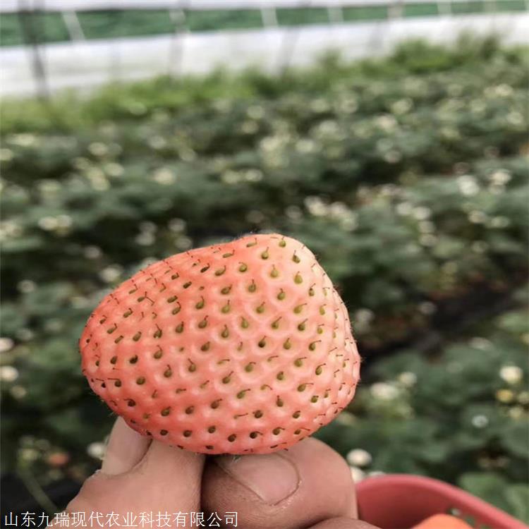 日本99草莓苗价格宁玉草莓苗出售冬草莓苗基地直销