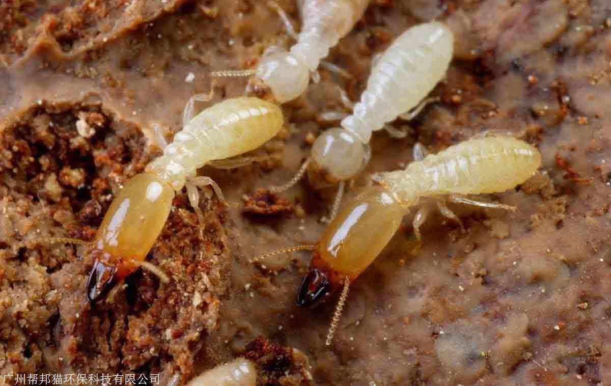 怎么知道家里有白蚁