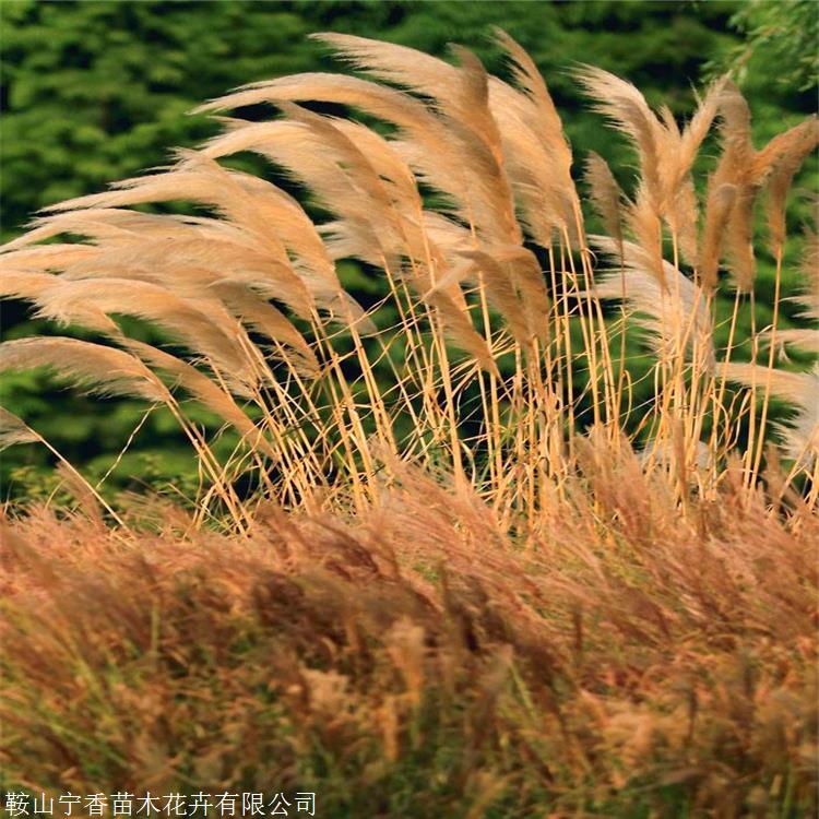批发芦苇苗 河北芦苇小苗 湿地绿化专用