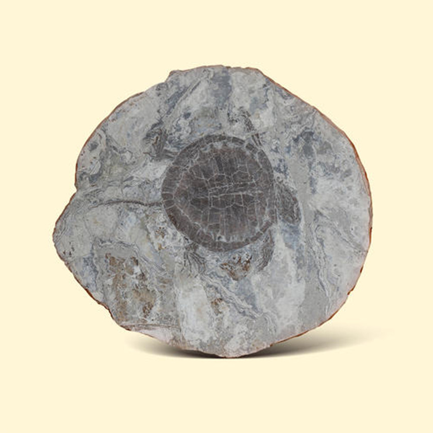 乌龟化石快速拍卖高价是多少钱