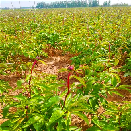 观赏芍药苗 绿韵花卉 观赏芍药苗基地 喜温耐寒耐旱