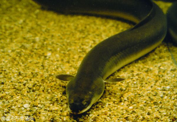 2020鳗鱼苗价格 山鳗鱼苗批发哪里便宜 选澳渔水产 包您满意