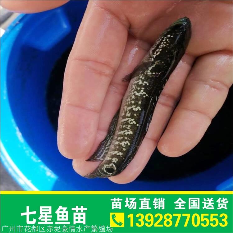全国供应山斑鱼苗七星鱼苗张公鱼苗花星鱼苗山斑鱼苗批发