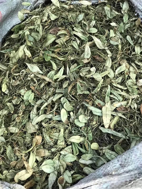 抱石莲的功效与作用   抱石莲的价格