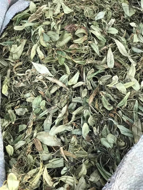 抱石莲一斤价格   抱石莲今日价格    抱石莲功效
