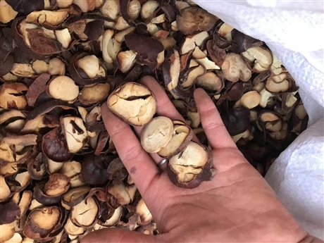 产地供应娑罗子   娑罗子批发价格